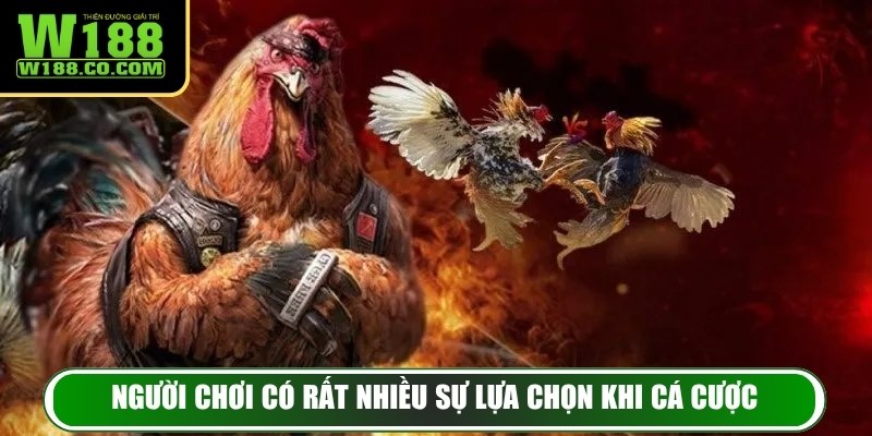 Đá Gà W188 – Trải Nghiệm Đẳng Cấp, Đấu Trường Gay Cấn 3 Người chơi có rất nhiều sự lựa chọn khi cá cược