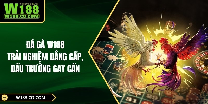 Đá Gà W188 – Trải Nghiệm Đẳng Cấp, Đấu Trường Gay Cấn 1 Đá Gà W188
